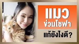 แมวข่วนโซฟา แก้ยังไงดี | Tina Productions