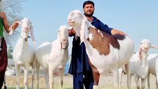 2026 || 50 lakh rupaye ke Bakre  Bade Bakre Ustad Nadir 2026 )  2026  Sabir Goat Farm