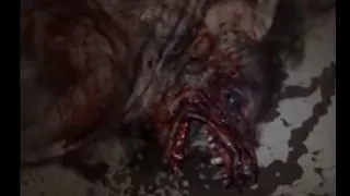 LA VERDAD DEL VIDEO DEL LOBIZÓN