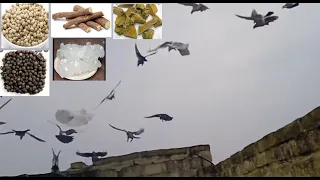 Tukdi wale Kabutro ka khel pani Gole aur madrasi kabutar ke liye