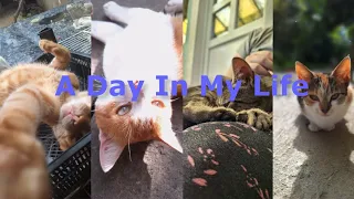 This Is How A Day Looks Like In My Life! (Short Video)