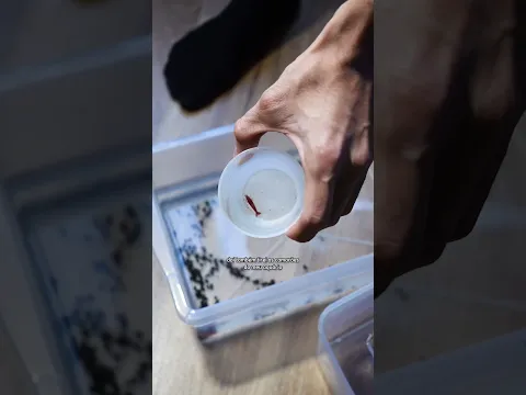 O MEU PEIXE BETTA QUASE FOI DE ARRASTA PRA CIMA... (estava viajando por 20 dias) #Shorts