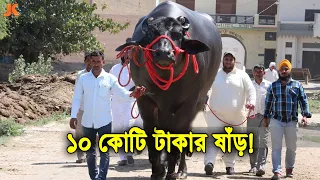 রহস্য জনক ষাঁড়! ১০ কোটি টাকা দামেও বিক্রি করছে না মালিক! দেখুন কি এমন গোপন ক্ষমতা রয়েছে এই ষাড়ের