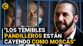 NAYIB BUKELE bate RÉCORD en detenciones: "Los pandilleros están cayendo como moscas"