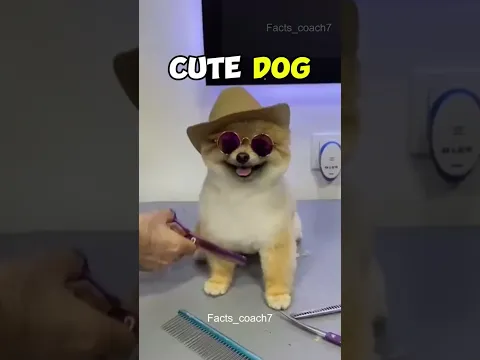 Cutest Dog Transformation ❤️🐶