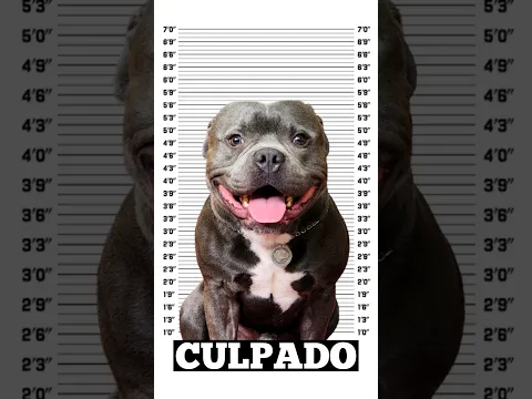 SABOTARAM PROVAS PRA ME PRENDER #dog #cachorro #pet #staffy #pitbull