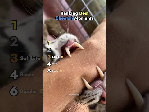 Ranking Best Cheetah Moments