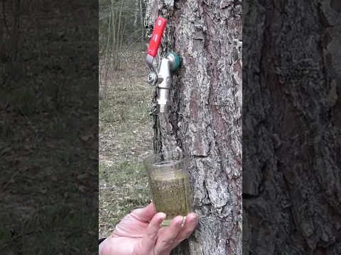 ОКАЗЫВАЕТСЯ!!! Можно собрать самый вкусный сосновый сок в лесу!
