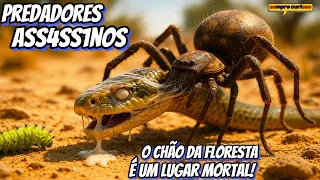 Predadores VENENOSOS: Os Insetos Mais Mortais do Mundo! ( Aranhas BRUTAIS)