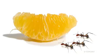Ants vs Tangerine Time-lapse