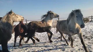 Выпустили нового жеребца к кобылам он показал себя на отлично 