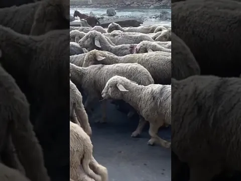 Cute herd of sheep in Kashmir           #baaba black sheep #cute #animals #cuteanimals #lamb