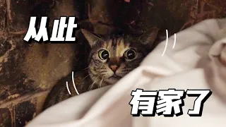 流浪貓花16個月終於成功碰瓷“富婆”，從此住上大別墅，告別流浪生活｜李喜貓