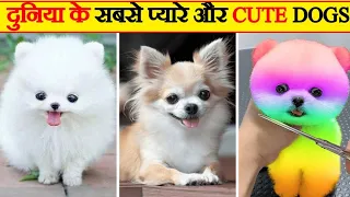 दुनिया के सबसे प्यारे कुत्ते l Cutest Dogs in the World ! World's Cutest Dog Breeds