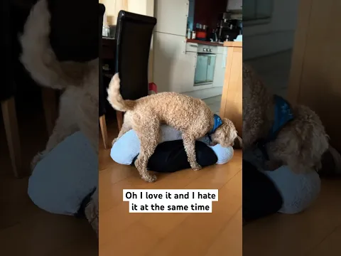 I can’t believe this 😂 #funny #dog #puppy