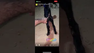 طريقه سريعه لحل احتباس تخريج الفضلات او البول في البهم عن مشاهدتها تتعسر