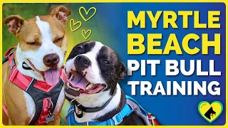Aggressive Dog Training Myrtle Beach | Reactive Pit Bull Siblings Transformed