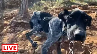 Freedom for one more dog locked up in a chain in the middle of nowhere- Takis Shelter