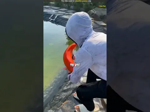 most expensive golden fish😱