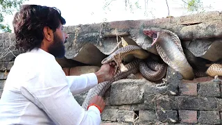 इसे कहते है सांपों के बिल में हाथ डालना, देखिए एक साथ नाग नागिन का रुद्र रूप..😱Very Angry Nag Nagin