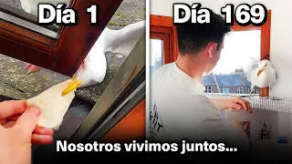 Alimentando A Mi Mascota Gaviota Por 169 Días Para Ganarme Su Confianza!