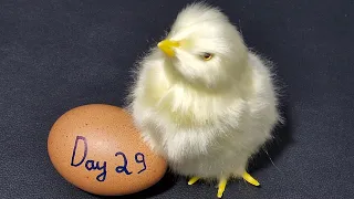 RAW EGG PEELING LIVE - DAY 29