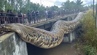 Giant Snake Found in the Amazon Is Unlike Anything We’ve Ever Seen