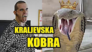 KRALJEVSKA KOBRA