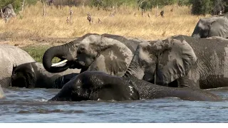 ! Wild Animal Sounds: Horse, Cow, Duck, Dog, Hen, Cat, Elephant,... | Animal Moments