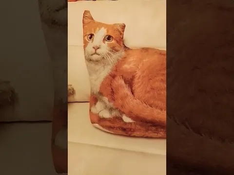 Стой, не пролистывай!🐈🐈🐈