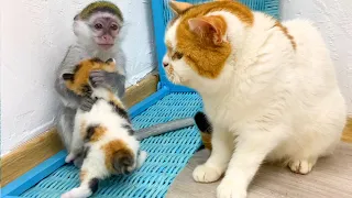 The process of becoming a mom cat for baby monkey Susie