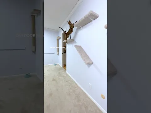 What led to her fall 😱 #cat