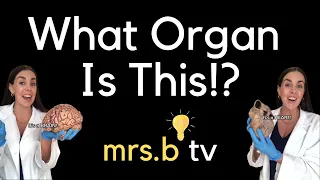What Organ Is This? 🧠🫁🫀