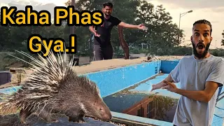 Kaalu Or Roxi || Yaha Kaise Phas Gaya..!! animals rescued @animalsneedpeople