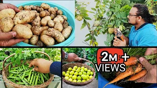 Super Easy Winter Vegetables you can grow on terrace ~ Fruits & Veggies To Grow In Pots with update