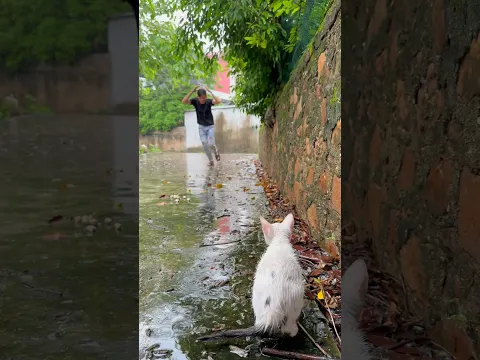 I adopted a cat ( tôi đã nhận nuôi  một con mèo)#catlover #cats #cat #shorts
