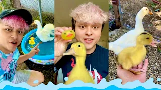 Meet My Duck 🦆  | Cute Duck COMPILATION
