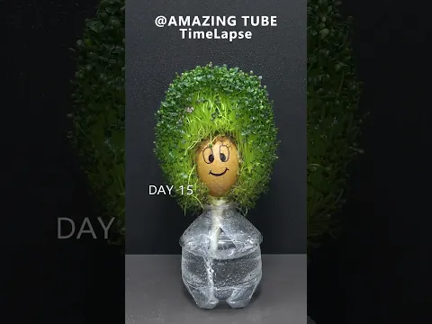 Growing Chia Seeds On Egg #timelapse