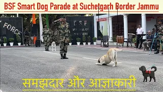 समझदार और आज्ञाकारी 🐕| Smart and Obedient 🐕‍🦺 #bsf #dog #dogs #suchetgarh #doglover
