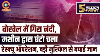बोरवेल में गिरा नंदी, मशीन द्वारा घंटो चला रेस्क्यू ऑपरेशन, बड़ी मुश्किल से बचाई जान |