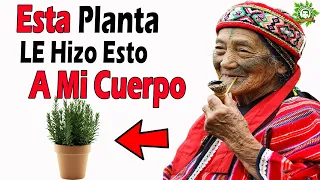 La Planta De Romero INCREIBLE Mira Todo Lo Que Le Hizo A Mi Cuerpo Nunca Lo Dejarás De Tomar