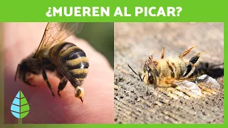 ¿Por qué las ABEJAS MUEREN cuando PICAN? 🐝 | Curiosidades de Animales