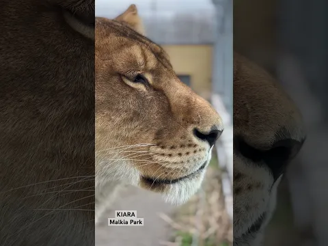 Kráľovná Kiara v celej svojej majestátnej kráse, s revom leva v pozadí 🦁  www.malkiapark.sk