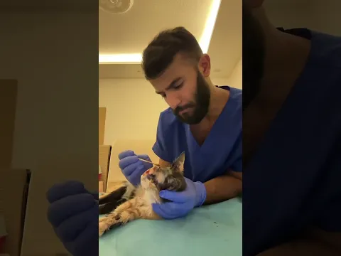 انقاذ قطه بعد تعرضها ل حروق بالوجه 🙏🏻 والان هي بخير ♥️ Saving a cat after it suffered facial burns