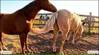 Wild Horse mating Scene at the Peaceful Stable