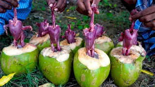 Coconut Quail !!! | Cooking Angry Birds In green Coconut In My Village | food fun village