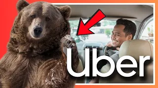 Picking up a Bear in an Uber