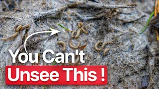 Maggot Infested Rug - Pure ASMR Sounds