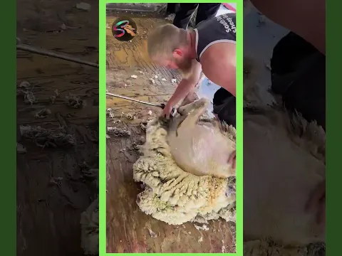 woolen extract from sheep #asmr #shortvideo