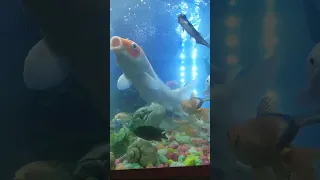 Aquarium live, 9th Live, ep9😉/ live fish
